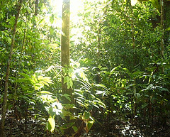 Streaks of sunlight over green forest