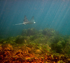 Manta ray on the ocean bed