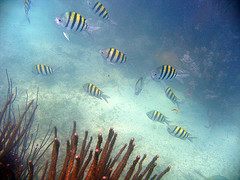 Corals and a school of fish underwater